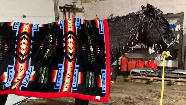 Horse with no home saved from frozen creek near Cochin, Sask.