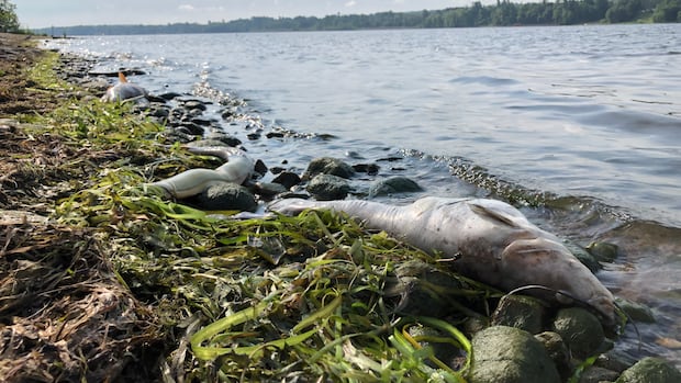 Court fines company $1.35M for western Quebec river spills