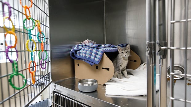 Ontario could ban declawing cats, debarking dogs under new regulations