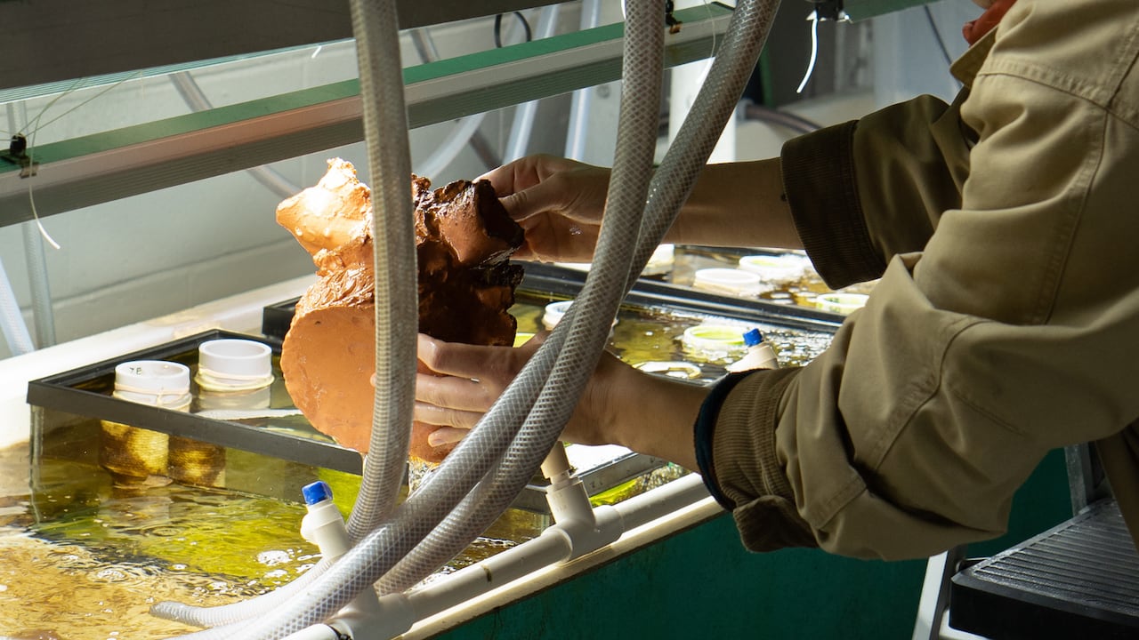 Someone dunking a pot in murky water