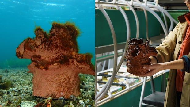 N.S. artist helps kelp grow in homemade clay pots in underwater art installation