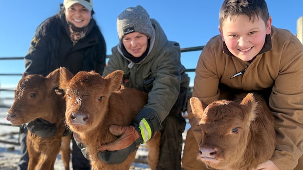 Central Alberta farmers amazed to welcome triplet calves for 2nd year in a row