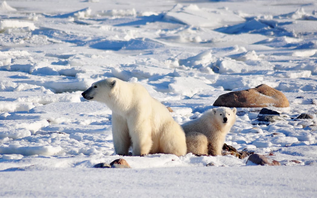 Two polar bears on snow.