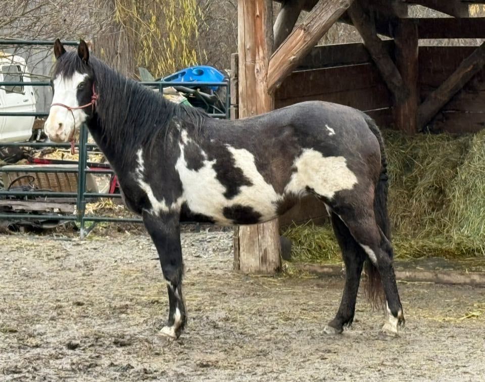 Photo of a black and white horse. 