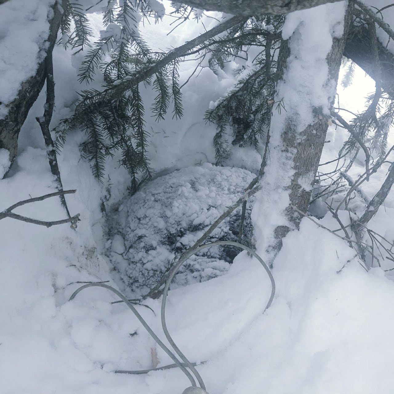 A bear is barely visible buried in snow at the base of a tree.