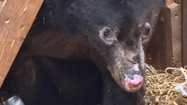 Valkyrie, the black bear cub found with severe burns in December, is recovering well