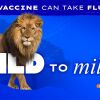 This social media graphic shows a lion on the left and a kitten on the right, against a blue background. Text on the graphic says: "A flu vaccine can take flu from wild to mild."