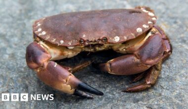 15,000 crabs recovered after lorry tips in Inishowen field