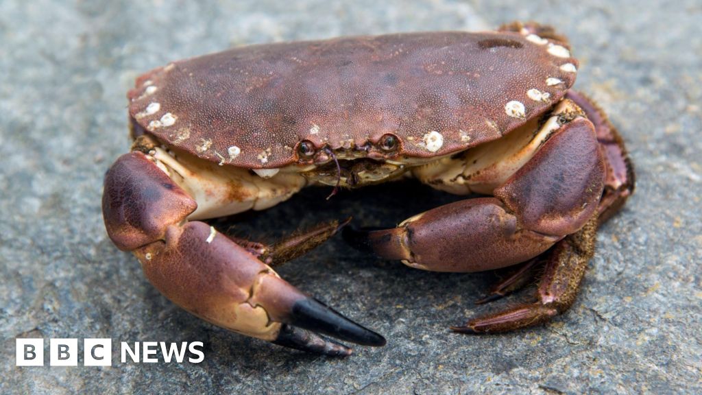 15,000 crabs recovered after lorry tips in Inishowen field