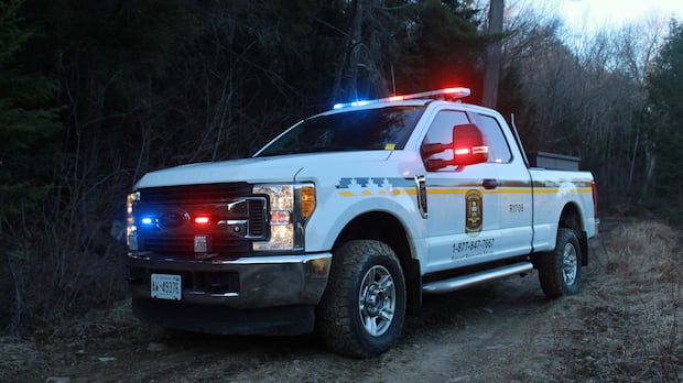 Ministry of Natural Resources investigates deer shot dead by arrow in Toronto cemetery