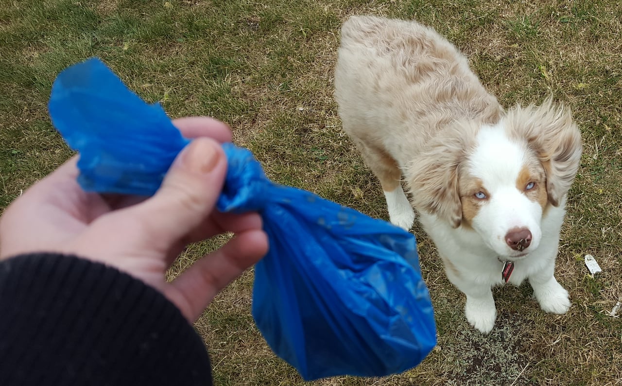 The city of Ottawa is considering allowing dog owners to deposit plastic bags and dog poop into green composting bins.