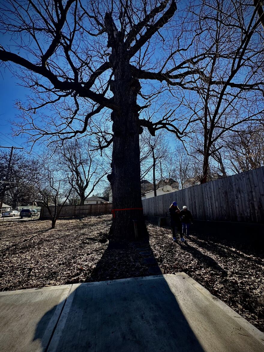 Huge old tree casts a shadow
