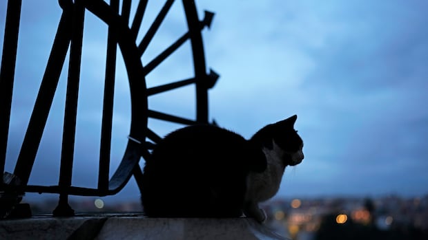 Judge upholds cat custody ruling, saying parenthood and pet ownership aren't same