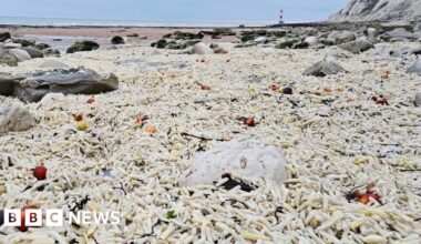 Chip wreck! Thousands of chips wash ashore near Eastbourne