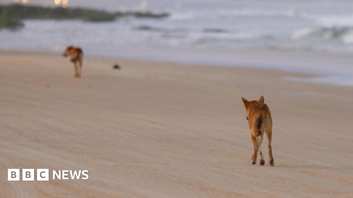 Two dingoes, seen from behind, walking along a sandy beach