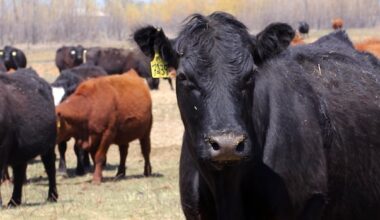 Canadian beef returning to Chinese markets for first time since 2021