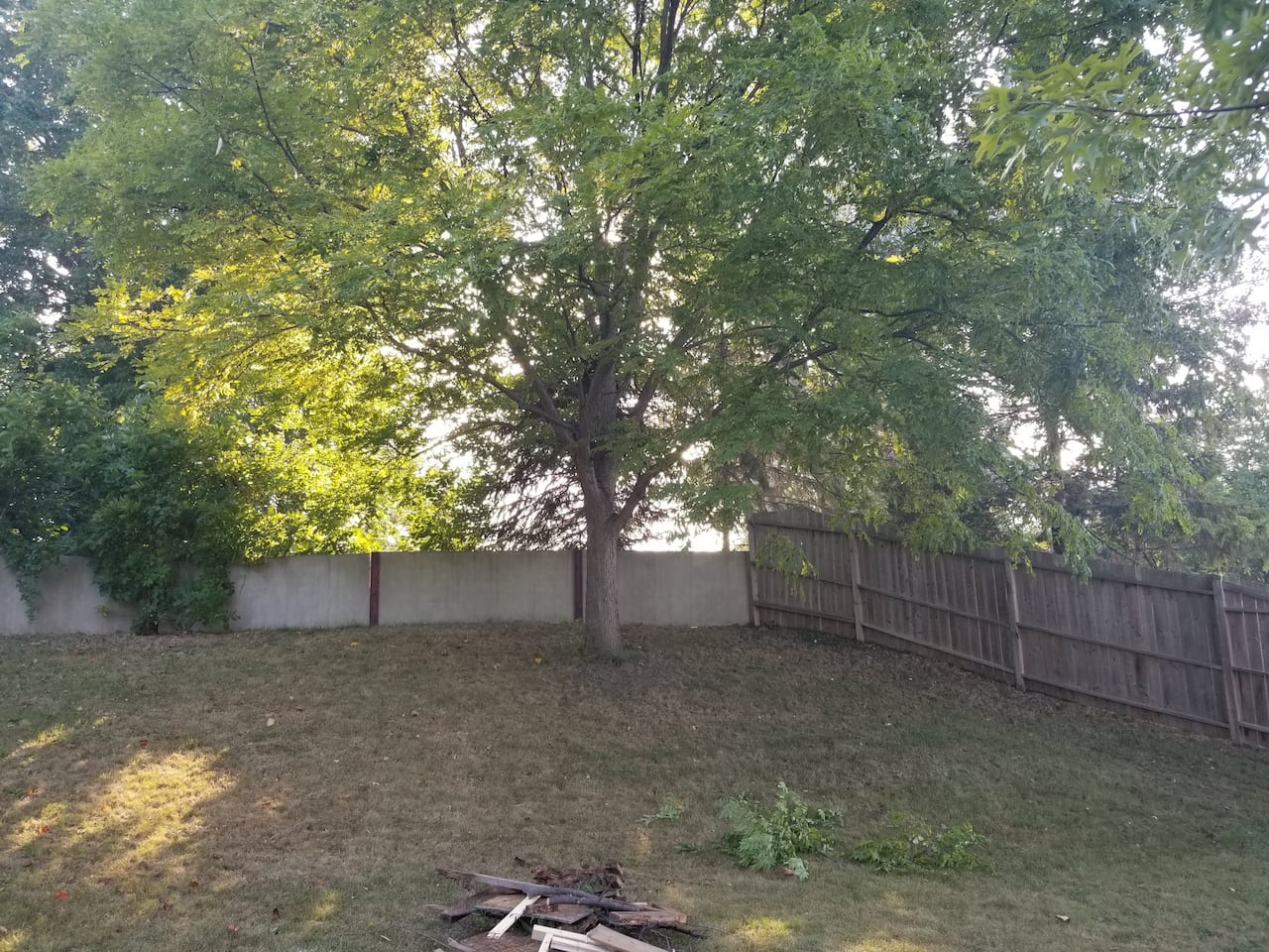 A view of the backyard