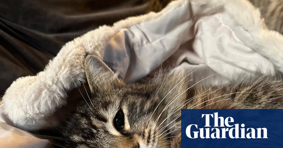 Sick cat taken by Amazon delivery driver is returned to Yorkshire family | Yorkshire
