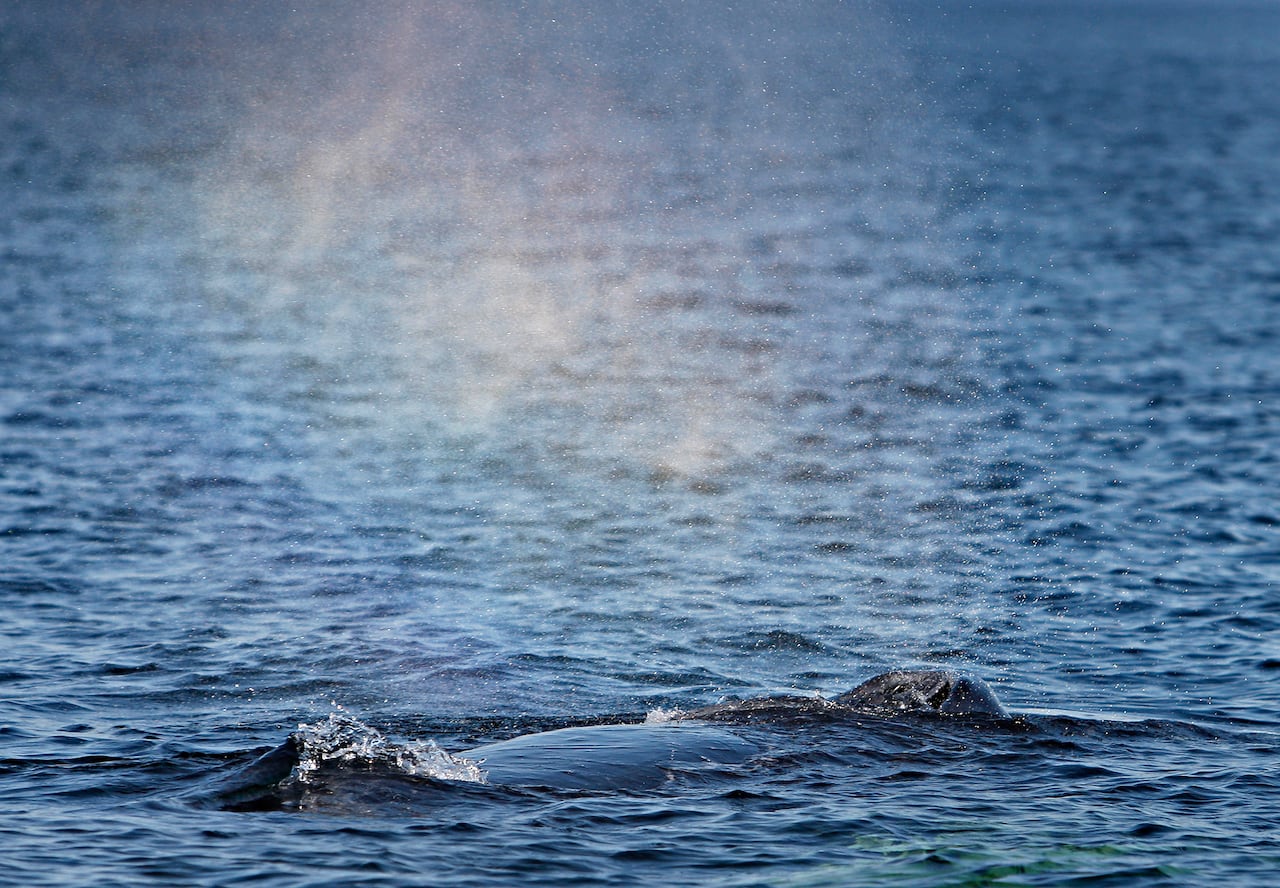 A humpback whale is pictured breathing through its blowhole during a ride on the Les Ecumeurs boat on the St. Lawrence river at Les Escoumins, Quebec