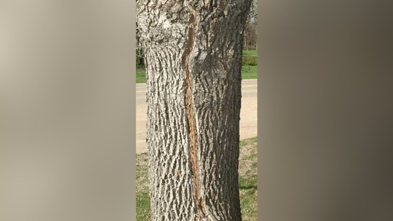 A close up on the grey bark of a tree with a long, brown ridge running up the length of the trunk. 