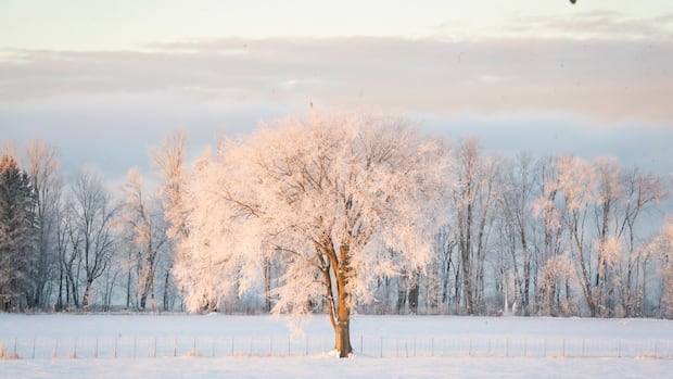 OMG! People are saying it's so cold trees will explode. That viral claim may be overblown