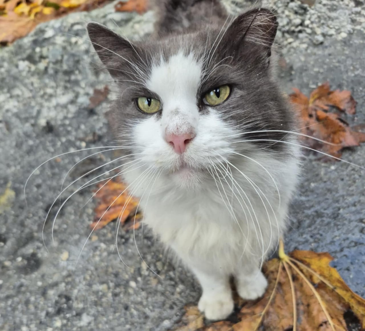 A fluffy gray and white cat stands on the wet pavement and looks lovingly up at the camera