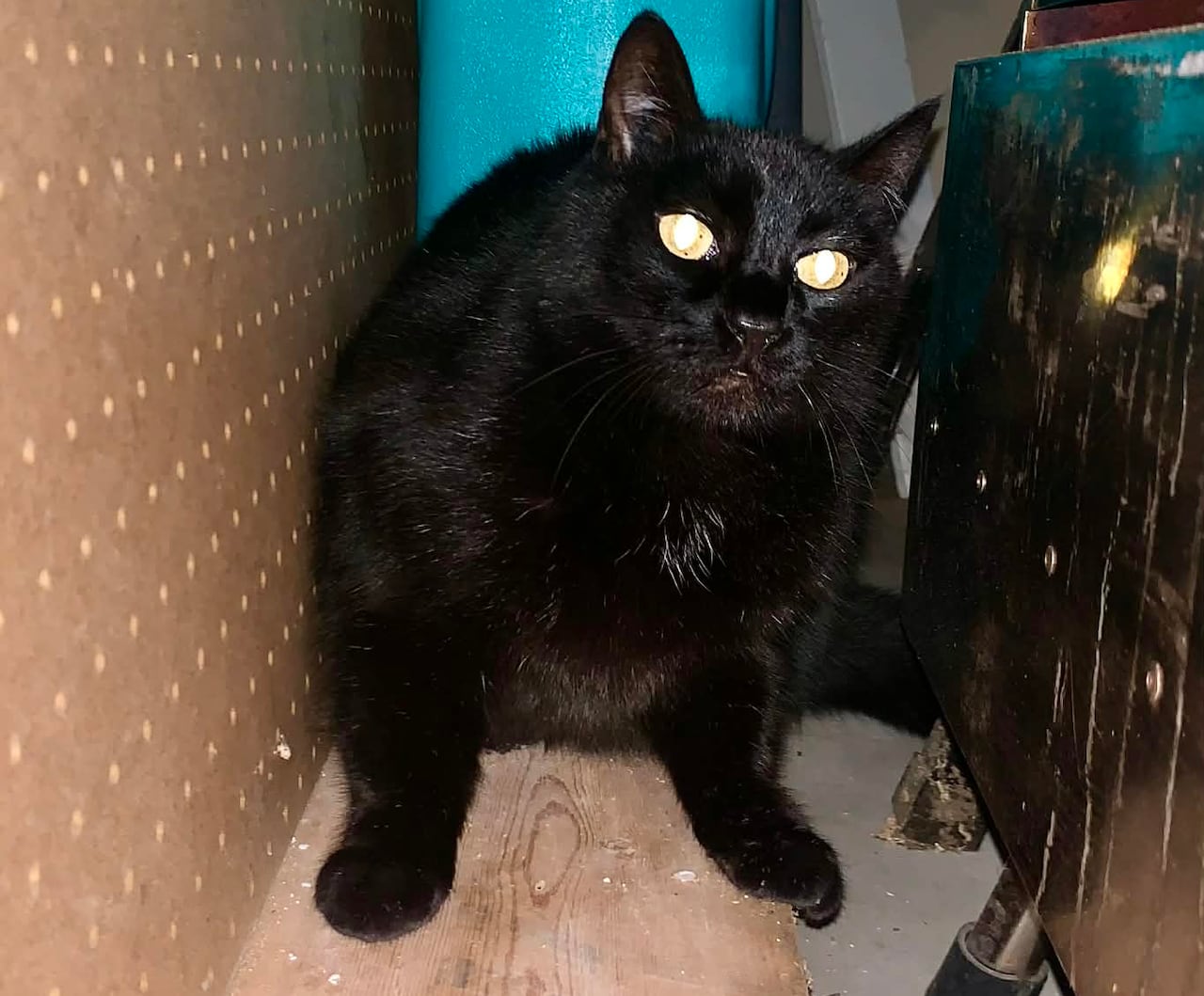A chubby black cat hides in a corner