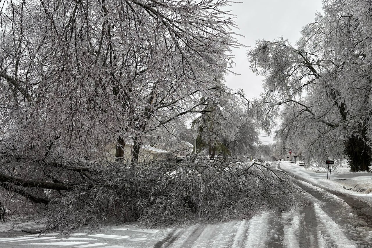 A fallen ice-covered tree blocks a residential street.