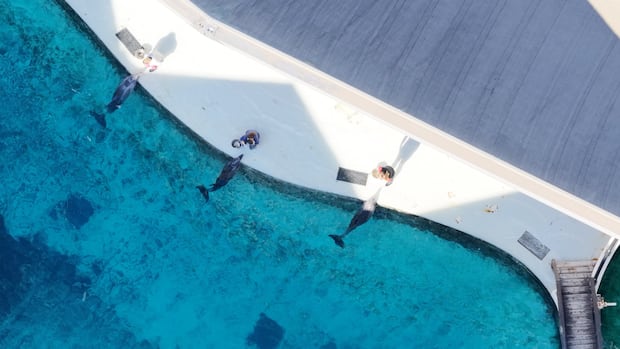 Marineland gets ‘conditional approval’ from Ottawa to ship 30 belugas, 4 dolphins to U.S.