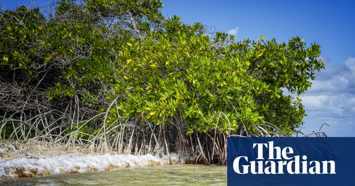 Dutch government discriminated against Bonaire islanders over climate adaptation, court rules | Climate crisis