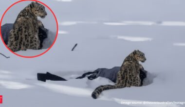 Tourist skier mauled after approaching snow leopard for photos in northwest China