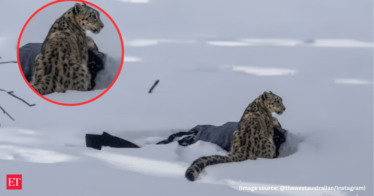 Tourist skier mauled after approaching snow leopard for photos in northwest China