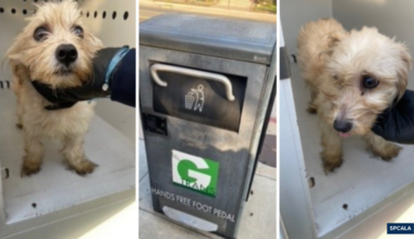 Puppy abandoned in self-compacting trash can in Gardena rescued by police officer, who adopts the terrier mix
