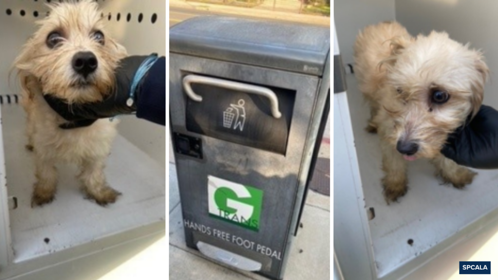 Puppy abandoned in self-compacting trash can in Gardena rescued by police officer, who adopts the terrier mix