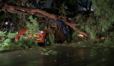 Large tree falls, crushes several vehicles in Reseda as storm leaves more damage