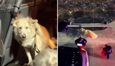 Missing dog in NJ rescued after being located by USAR Drone Team using thermal imaging