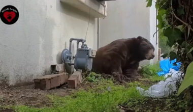 Bear removed after living underneath Altadena home for months