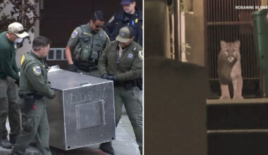 Mountain lion found after several sightings in San Francisco's Pacific Heights neighborhood