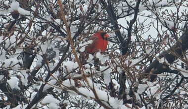 Weekend winter storm likely. Is it the 'big one' or just a big mess? It’s complicated