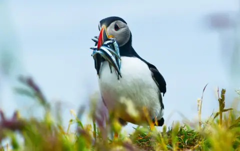 Caitlyn McDonald Close-up of a puffin holding several small fish in its colourful beak while standing on grassy terrain. Captured in natural habitat, this wildlife photo highlights puffin feeding behaviour and vibrant plumage