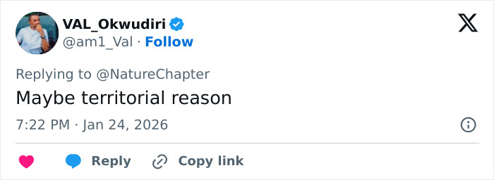 Tweet from user VAL_Okwudiri replying to NatureChapter, discussing possible territorial reason for a snow leopard attack on skier.