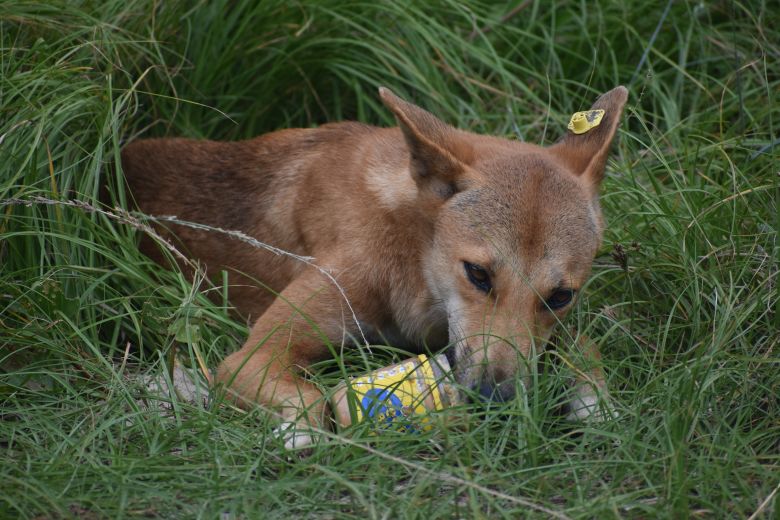 Dingoes see camp sites as an easy source of food.