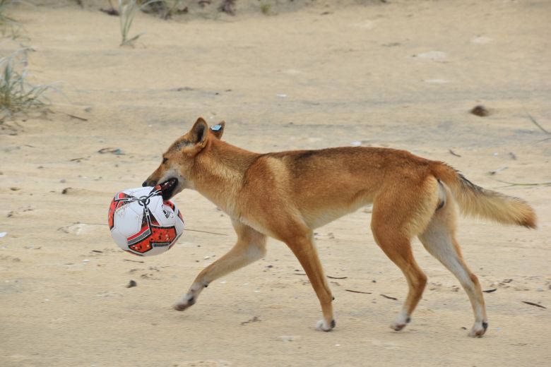 Visitors to K'gari are warned to keep their distance from dingoes.