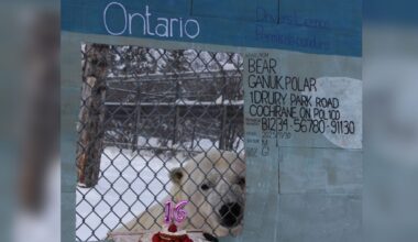 Ganuk the famous polar bear celebrates 'sweet 16' milestone