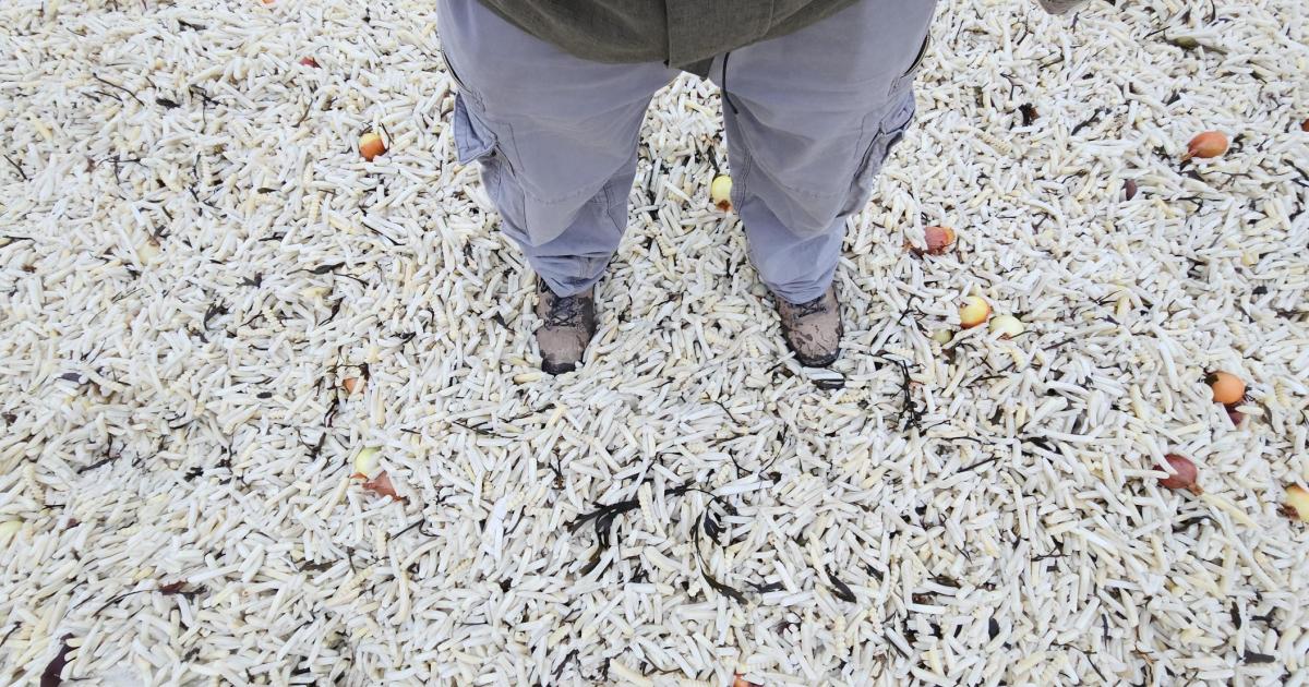 Thousands of bags of chips wash up by Beachy Head