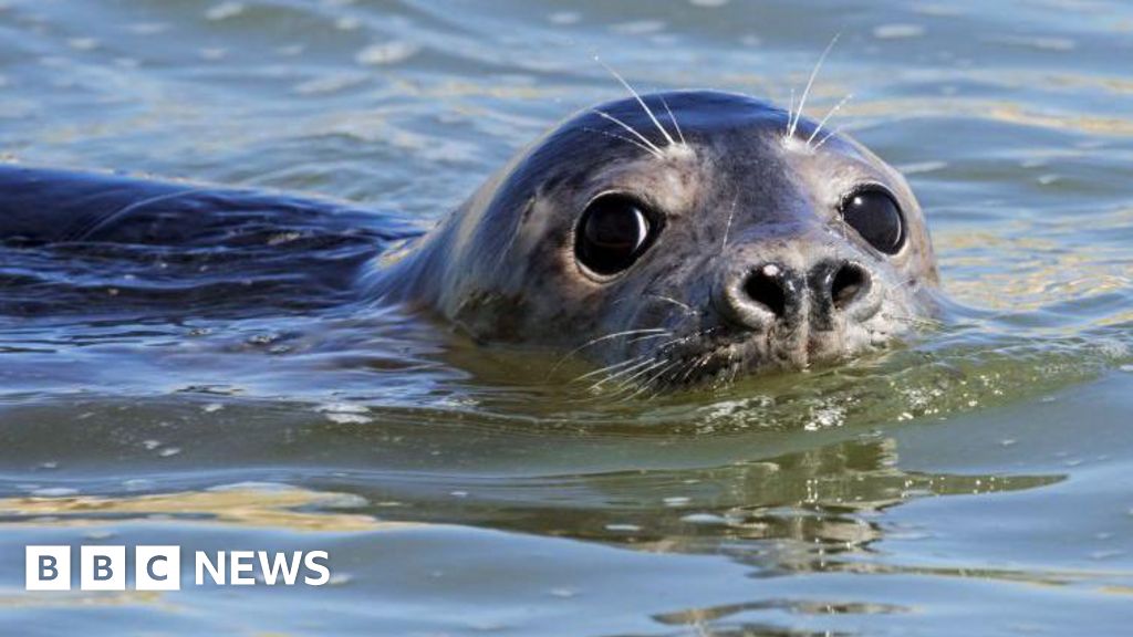 How AI is helping to study tourist impact on seals