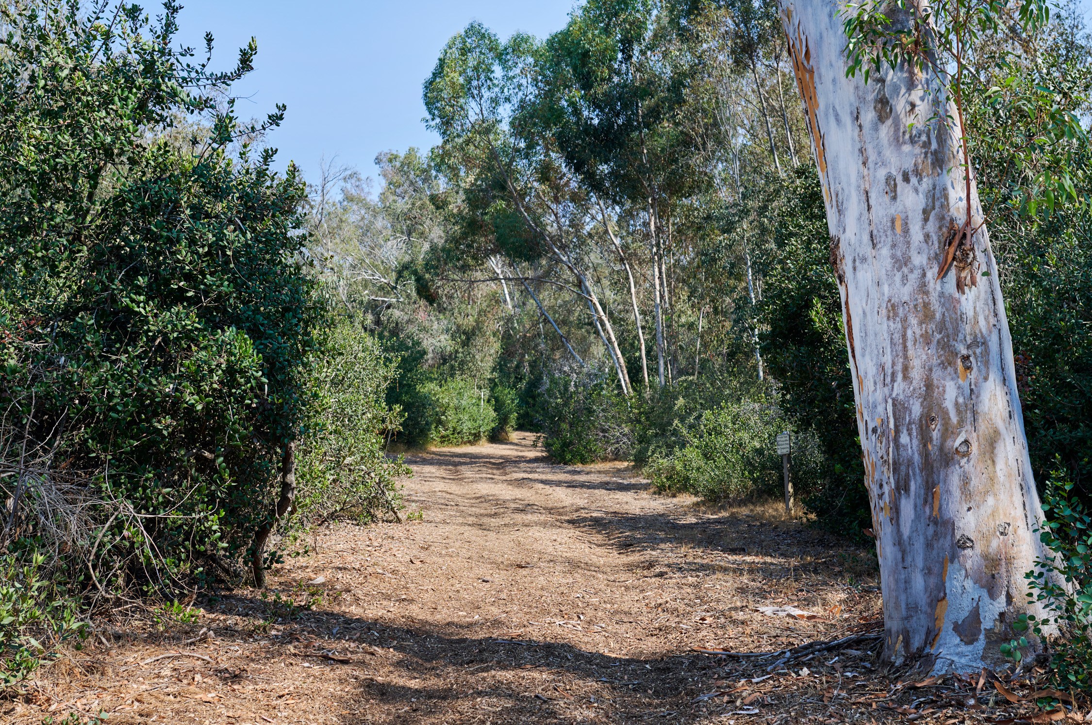 A trail cuts through trees and bushes.
