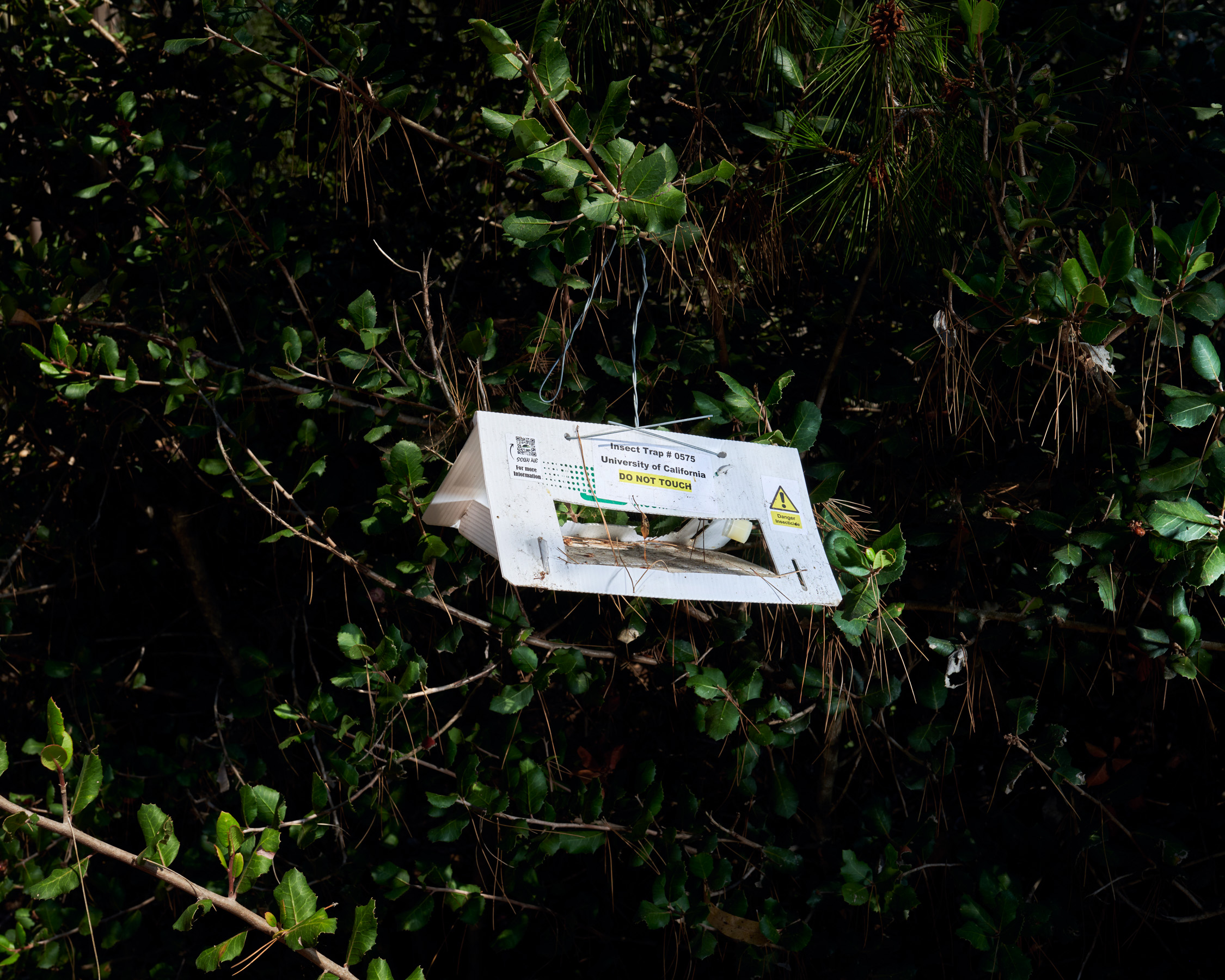 A white insect trap placed in leaves.