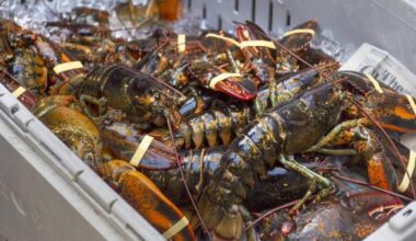 $365,750 fine, foreign worker ban overturned against N.B. lobster processor - New Brunswick