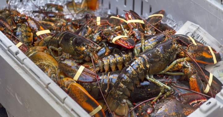 $365,750 fine, foreign worker ban overturned against N.B. lobster processor - New Brunswick